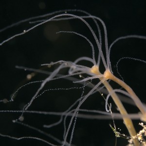 Polyp, Hydra