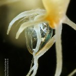 Süßwasserpolyp fängt Wasserfloh, Hydra, Polyp, Flora, Fauna, Tauchen in Deutschland