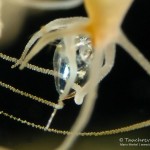 Süßwasserpolyp fängt Wasserfloh, Hydra, Polyp, Flora, Fauna, Tauchen in Deutschland