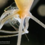 Süßwasserpolyp fängt Wasserfloh, Hydra, Polyp, Flora, Fauna, Tauchen in Deutschland