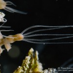 Süßwasserpolyp, Hydra, Polyp, Flora, Fauna, Tauchen in Deutschland