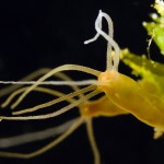 Süßwasserpolyp, Hydra, Polyp, Flora, Fauna, Tauchen in Deutschland