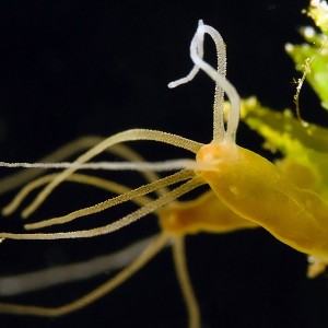 Polyp, Hydra