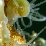 Süßwasserpolyp, Hydra, Polyp, Flora, Fauna, Tauchen in Deutschland