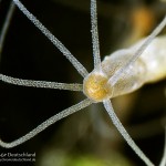 Süßwasserpolyp, Hydra, Polyp, Flora, Fauna, Tauchen in Deutschland