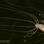 Süßwasserpolyp, Hydra, Polyp, Flora, Fauna, Tauchen in Deutschland