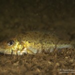 Kaulbarsch, Rotzbarsch, Gymnocephalus cernua, Tauchen in Brandenburg, Tauchen in Deutschland