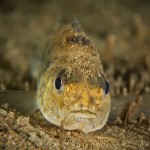 Kaulbarsch, Rotzbarsch, Gymnocephalus cernua, Tauchen in Brandenburg, Tauchen in Deutschland