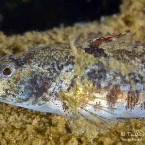 Marmorierte Süßwassergrundel (Proterorhinus semilunaris)