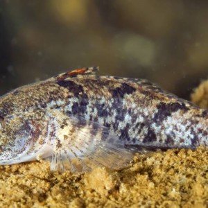 Marmorierte Süßwassergrundel (Proterorhinus semilunaris)