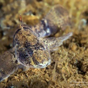 Marmorierte Süßwassergrundel (Proterorhinus semilunaris)