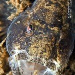 Marmorierte Süßwassergrundel (Proterorhinus semilunaris), Neozoen, Fischfauna, Tauchen in Deutschland