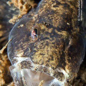 Marmorierte Süßwassergrundel (Proterorhinus semilunaris)