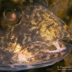 Marmorierte Süßwassergrundel (Proterorhinus semilunaris)