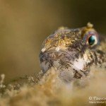 Marmorierte Süßwassergrundel (Proterorhinus semilunaris), Neozoen, Fischfauna, Tauchen in Deutschland