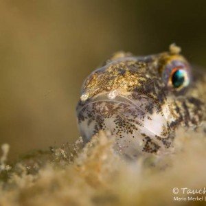 Marmorierte Süßwassergrundel (Proterorhinus semilunaris)