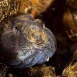 Marmorierte Süßwassergrundel (Proterorhinus semilunaris), Marmorgrundel, Nasengrundel, Neozoen, Fischfauna