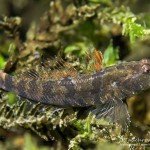 Marmorierte Süßwassergrundel (Proterorhinus semilunaris), Neozoen, Fischfauna, Tauchen in Deutschland