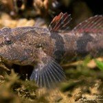 Marmorierte Süßwassergrundel (Proterorhinus semilunaris), Neozoen, Fischfauna, Tauchen in Deutschland