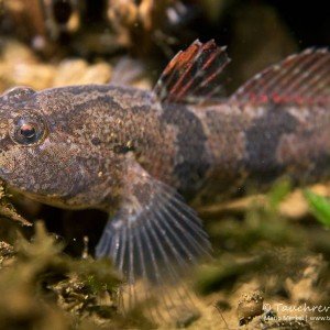 Marmorierte Süßwassergrundel (Proterorhinus semilunaris)