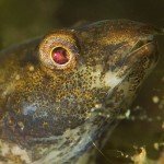 Marmorierte Süßwassergrundel (Proterorhinus semilunaris), Neozoen, Fischfauna, Tauchen in Deutschland