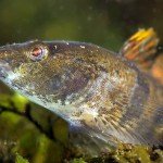 Marmorierte Süßwassergrundel (Proterorhinus semilunaris), Neozoen, Fischfauna, Tauchen in Deutschland