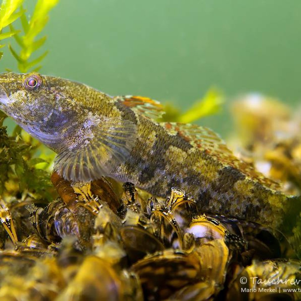 Archive Tauchrevier Deutschland