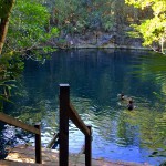 Angelita, Flora und Fauna in Mexico, Tauchen Cenoten