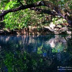 Angelita, Flora und Fauna in Mexico, Tauchen Cenoten