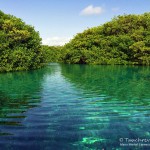 Casa Cenote, Tauchen in Mexico, Tauchen Cenoten
