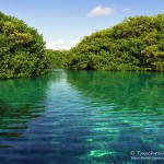 Casa Cenote, Tauchen in Mexico, Tauchen Cenoten