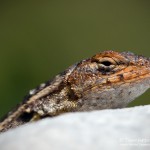 Eidechse, Flora und Fauna in Mexico, Tauchen Cenoten