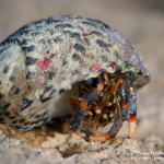 Einsiedlerkrebs, Flora und Fauna in Mexico, Tauchen Cenoten