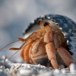 Einsiedler, Flora und Fauna in Mexico, Tauchen Cenoten