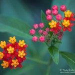 Blume, Flora und Fauna in Mexico, Tauchen Cenoten