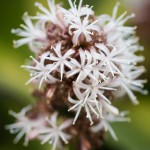 Blume, Flora und Fauna in Mexico, Tauchen Cenoten