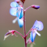 Blume, Flora und Fauna in Mexico, Tauchen Cenoten