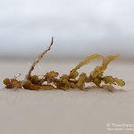 strandgut, Flora und Fauna in Mexico, Tauchen Cenoten