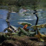Schildkröte, Flora und Fauna in Mexico, Tauchen Cenoten