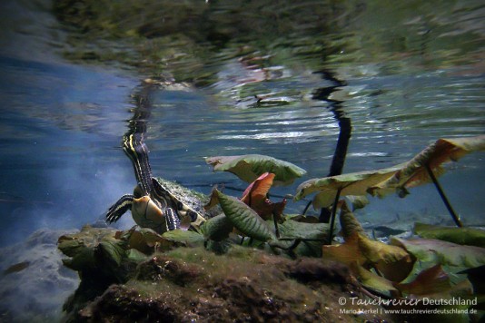 2016_Mexico_Xibalba (143)