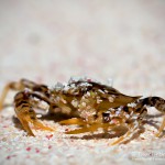 Krabbe, Flora und Fauna in Mexico, Tauchen Cenoten