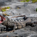 Leguan, Flora und Fauna in Mexico, Tauchen Cenoten