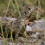 Waran, Flora und Fauna in Mexico, Tauchen Cenoten