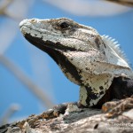 Leguan, Flora und Fauna in Mexico, Tauchen Cenoten