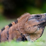 Leguan, Flora und Fauna in Mexico, Tauchen Cenoten