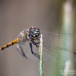 Libelle, Flora und Fauna in Mexico, Tauchen Cenoten