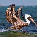 Pelikan, Flora und Fauna in Mexico, Tauchen Cenoten