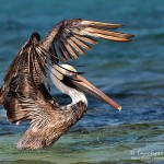 Pelikan, Flora und Fauna in Mexico, Tauchen Cenoten