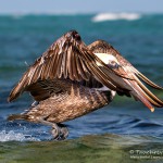 Pelikan, Flora und Fauna in Mexico, Tauchen Cenoten