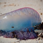 Qualle, Flora und Fauna in Mexico, Tauchen Cenoten